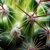 Pediocactus _simpsonii _SB586 _09